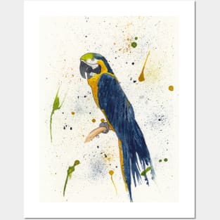 Dark Blue and Gold Macaw Posters and Art